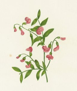 塊茎苦いベッチ、Orobus Tuberosus 作： English School